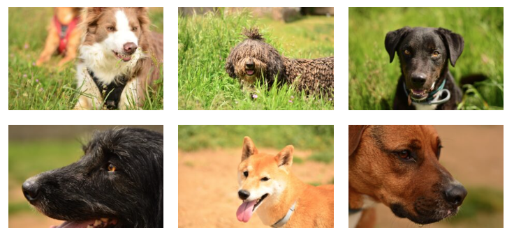 Fotos de Perros hechas en León